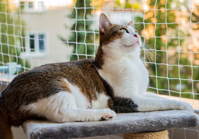 Zabezpieczony balkon dla kota