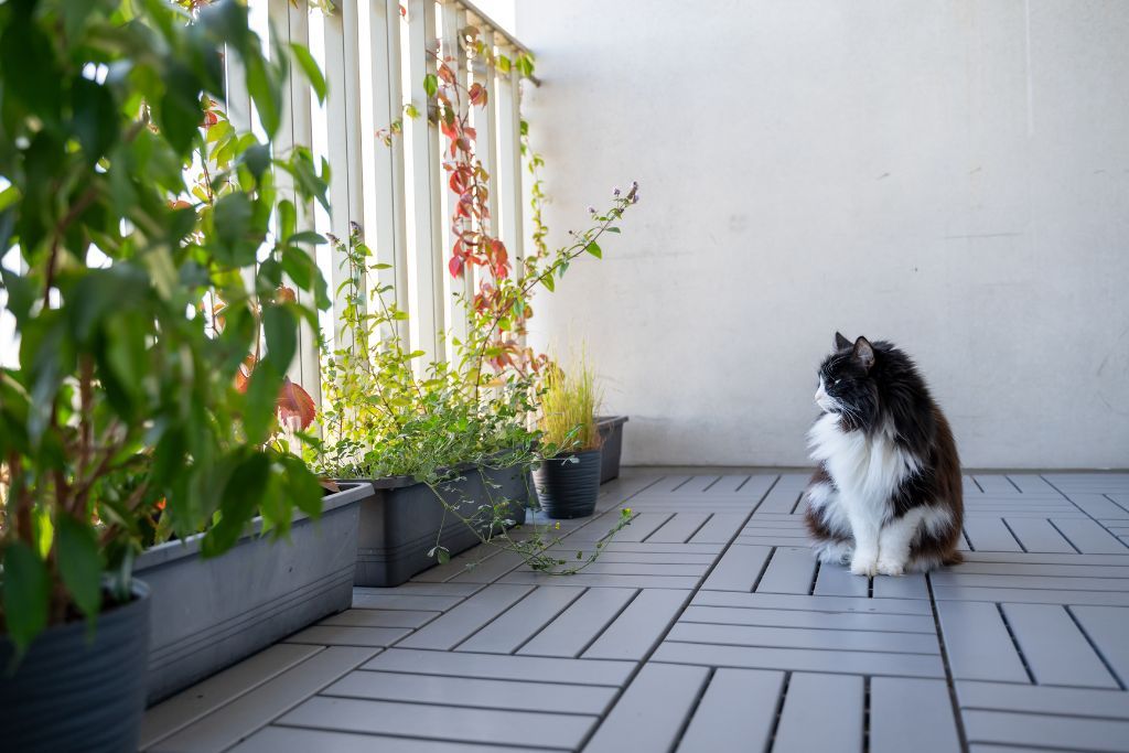 Kot obserwujący okolicę